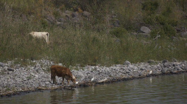 פרות בנחל ברמת הגולן (צילום: דורון הורוביץ, פלאש 90)