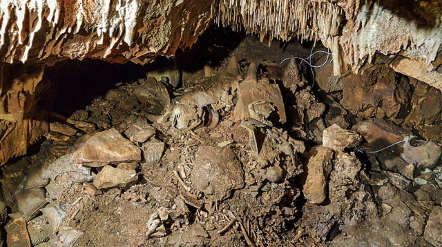 עצמות במערת פקיעין (צילום: ד"ר הילה מאי)