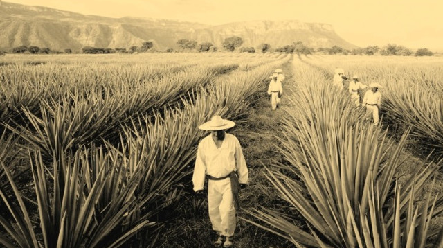 טקילה (צילום: יח"צ)