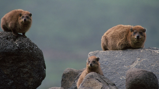 שפני סלע (צילום: דורון הורוביץ, פלאש 90)