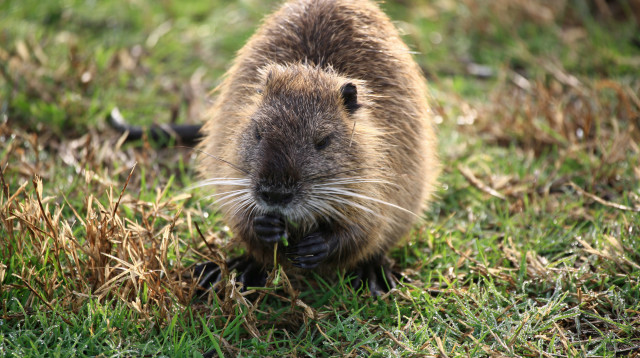 שפני סלע (צילום: דורון הורוביץ, פלאש 90)