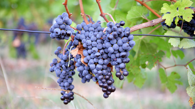 ענבים (צילום: אינג אימג')