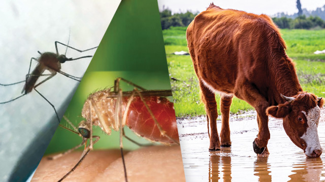 יתוש הקולקס, פרה (צילום: רשות הטבע והגנים,ויקיפדיה,פלאש 90)