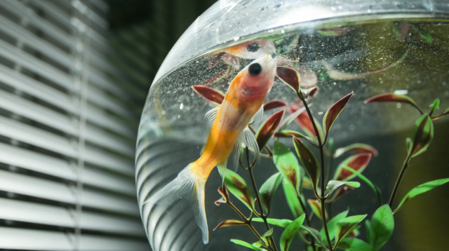 אקווריום (צילום: ingimage ASAP)