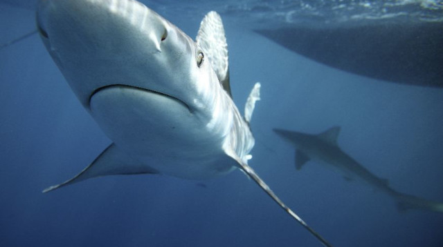 כריש (צילום: רויטרס)