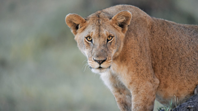 לביאה (צילום: מקסי)