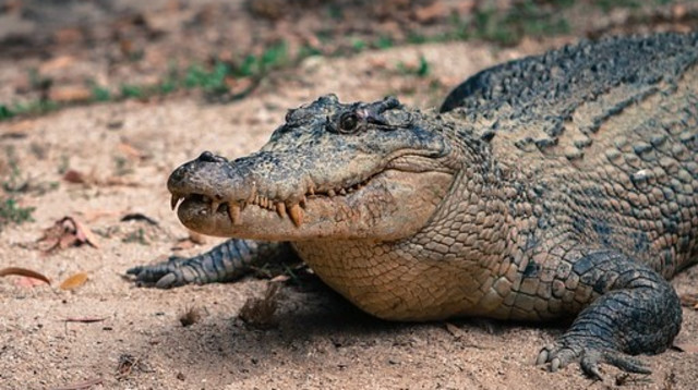 תנין (צילום: Pixabay)