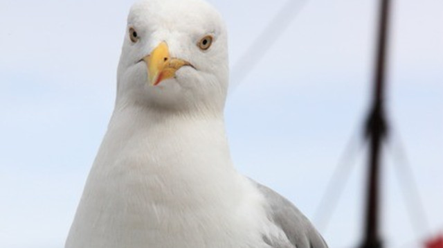 שחף (צילום: Pixabay)