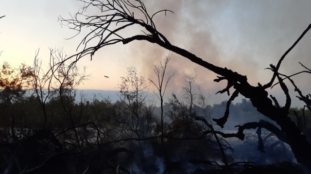 השריפה בשמורת עיינות צוקים (צילום: רשות הטבע והגנים)