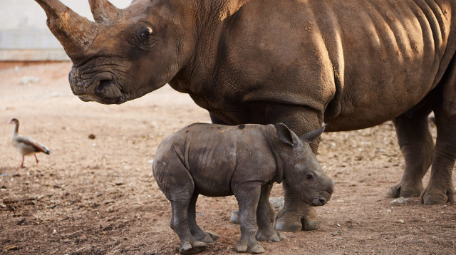 הקרנפונת הקטנה בספארי (צילום: שי בן נפתלי)
