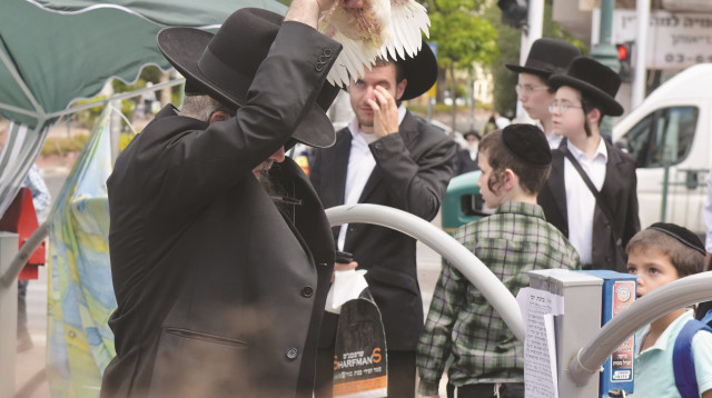 כפרות (צילום: אבשלום ששוני)