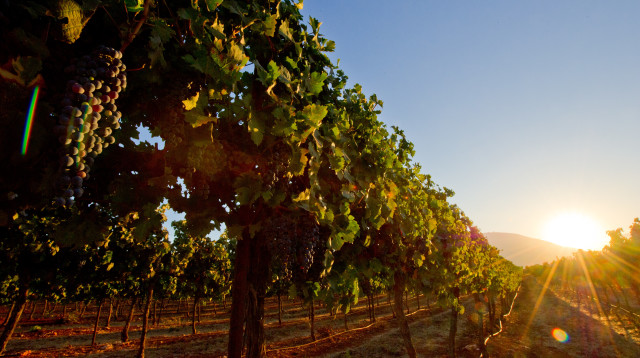 יקבי כרמל (צילום: יקיס קדרון)