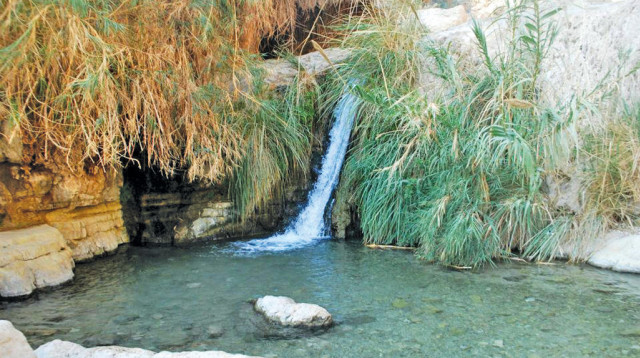 עין גדי (צילום: הדר יהב)