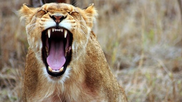 לביאה (צילום: pexels)