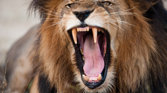 אריה (צילום: ingimage ASAP)