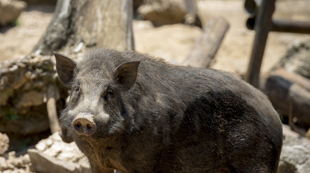 חזיר בר (צילום: ingimage ASAP)