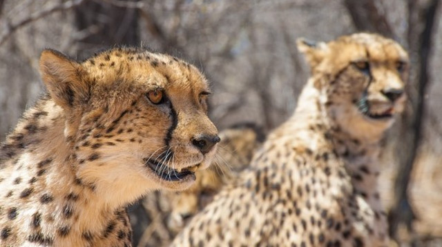 צ'יטה (צילום: Pixabay)