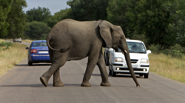 פילים (צילום: ingimage ASAP)