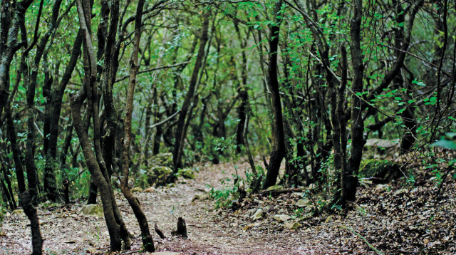 שמורת הטבע של הר מירון (צילום: הדר יהב)