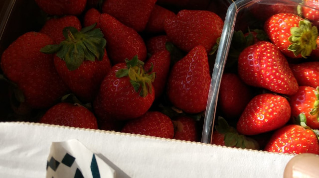 תותים מרצועת עזה (צילום: משרד החקלאות)