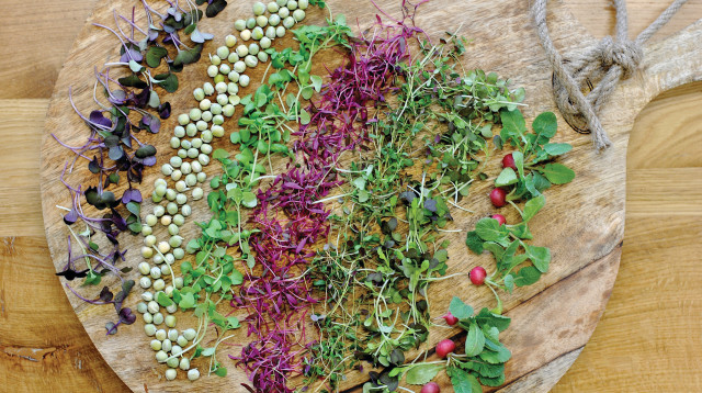 עלעלי מיקרו (צילום: פסקל פרץ-רובין)