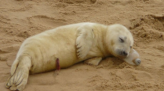 גור כלבי ים מנמנם על החוף (צילום: John Evered)