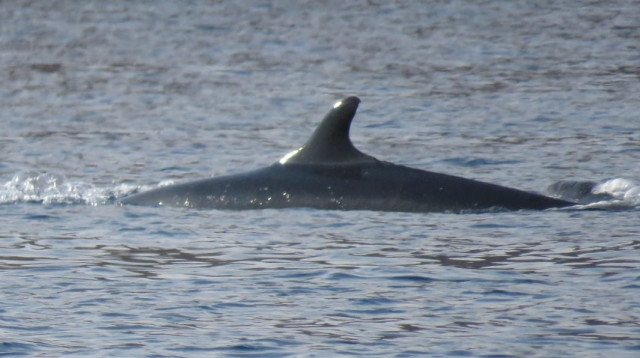 (צילום: עומרי עומסי, רשות הטבע והגנים)