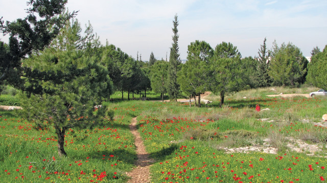 כלניות ביער שוהם (צילום: רוני קינדרמן)