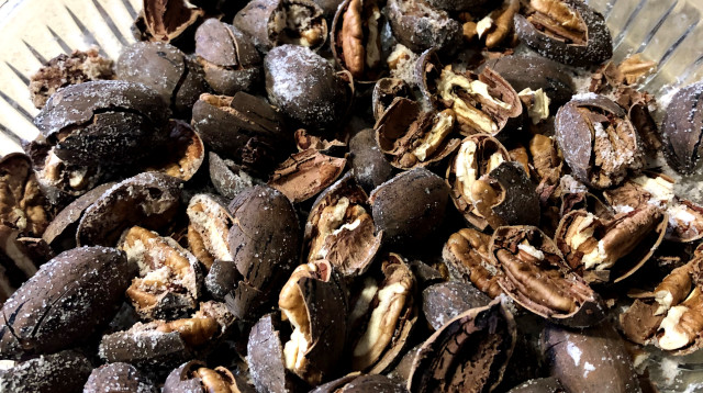 פקאנים (צילום: פסקל פרץ-רובין)