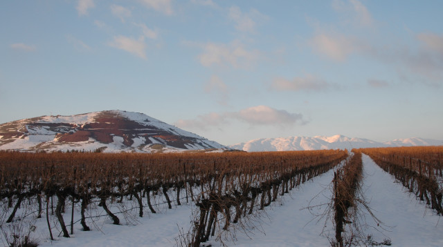אל רום, כרמי רמת הגולן בשלג (צילום: רינה נגילה)