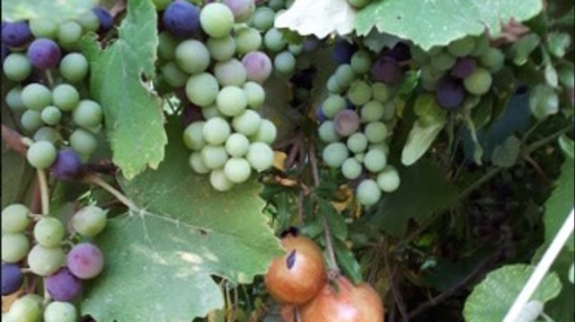משבעת המינים: גפן, רימון (צילום: ורד ברלל)