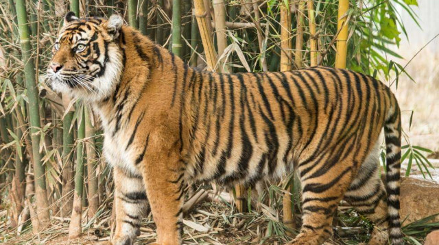הטיגריסית צ'ין צ'ין אמס (צילום: ים סיטון)