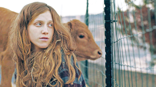 "פרה אדומה" (צילום: באדיבות בועז יהונתן יעקב)