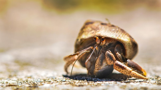 סרטני נזיר מצאו דרך לעשות סקס בלי לצאת הבית (צילום: Pixabay)