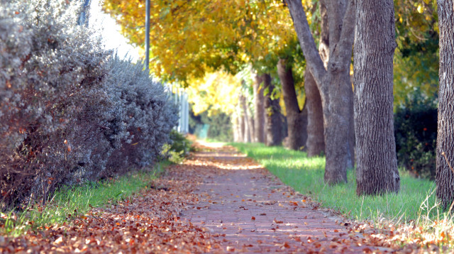 שלכת  (צילום: חן לאופולד, פלאש 90)