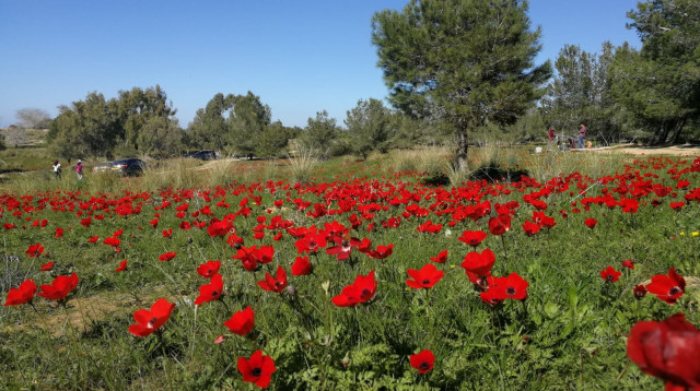 דרום אדום (צילום: מועצה אזורית אשכול)