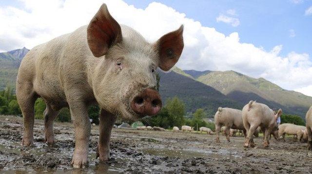 חזירים (צילום: Pixabay)