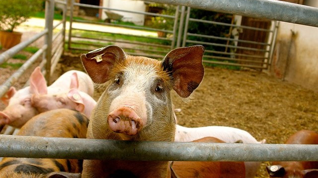 חזירים (צילום: Pixabay)