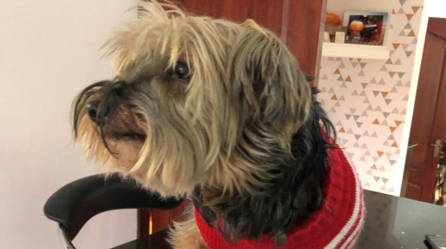 טובי (צילום: כל העולם כולו)