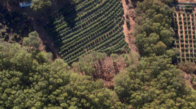 שדות קנאביס (צילום: Eric Herron)