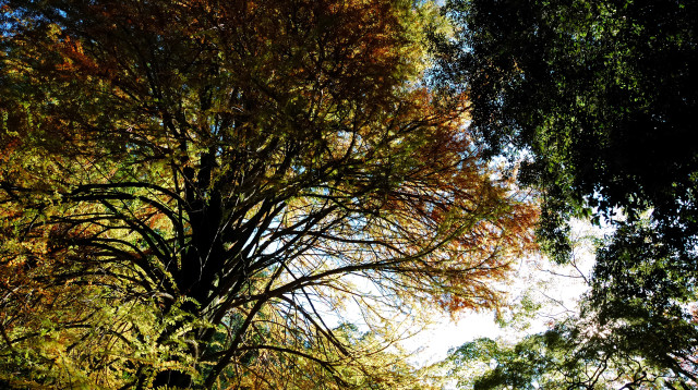 עצים  (צילום: אינגאימג')