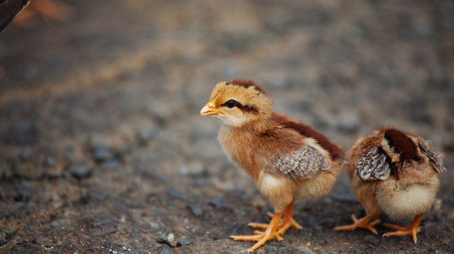 אפרוחים  (צילום: אינגאימג')