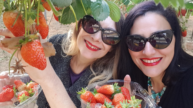 מי רוצה תותים? (צילום: הדר אוקנין)