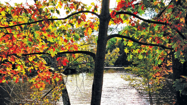 מיין (צילום: רון מיברג)