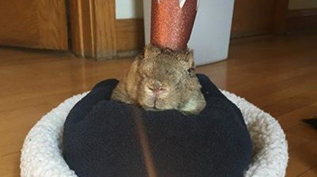 מיקי הארנב (צילום: Guinness World Records)