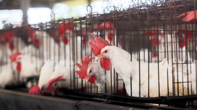 לול תרנגולות, אילוסטרציה (צילום: יוסי אלוני)