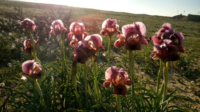מקבץ אירוסי ירוחם בשקיעה (צילום: יאיר קלייטמן)