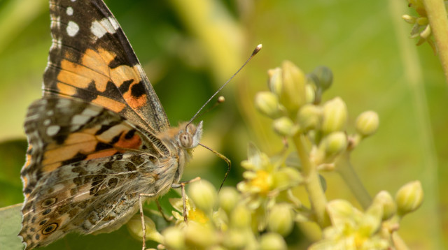 פרפרים ברמת השרון (צילום: עופר עגיב)