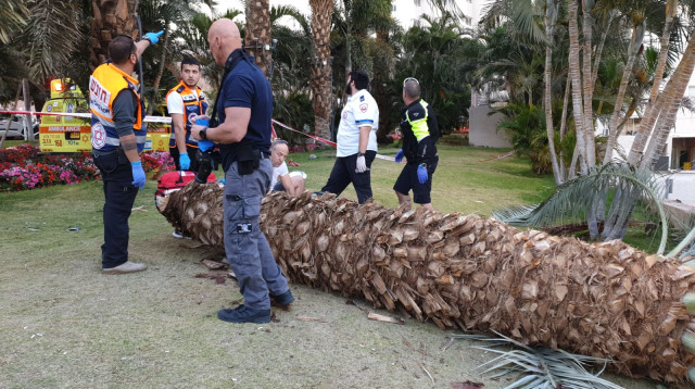 הרוגים בקריסת עץ באילת (צילום: מד"א)