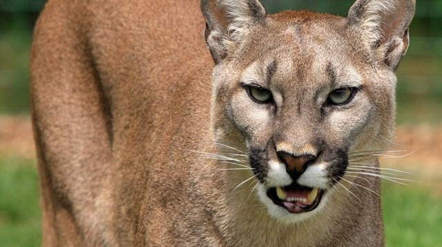 פומה (צילום: Pixabay)